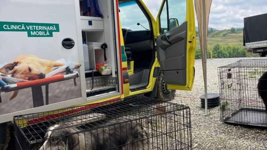 Gorj: campanie de sterilizare gratuită a câinilor, la Berlești