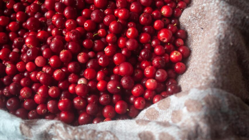 De ce oamenii au rămas șocați când au aflat cum se culeg afinele roșii