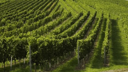 Franța defrișează viile pentru a contracara supraproducția