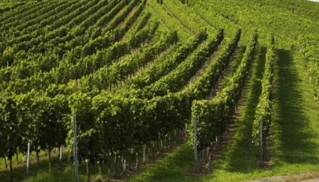 Franța defrișează viile pentru a contracara supraproducția