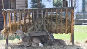 Craiova pregătește o atracție unică: vizitatorii vor putea merge printre căprioare