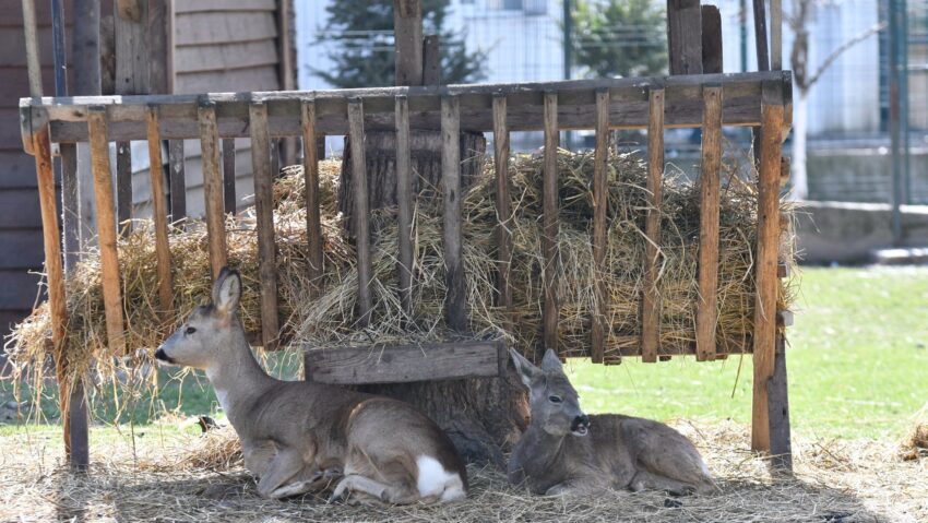 Craiova pregătește o atracție unică: vizitatorii vor putea merge printre căprioare