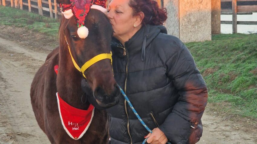 Sute de cai dintr-un adăpost din Dolj riscă să moară de foame