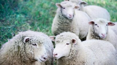 Gorj: Trei tineri, cercetați penal, după ce au furat 20 de oi de la o stână din Stolojani