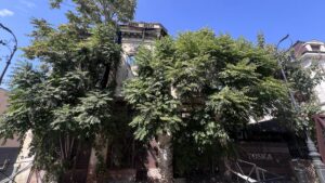 Primăria Craiova scoate din nou la vânzare „casa cu copaci”
