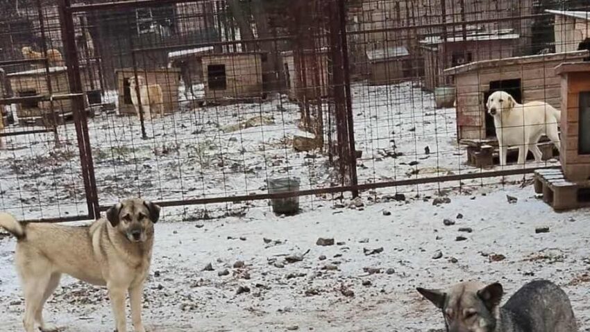 Apel către iubitorii de animale