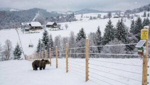 Mediu/România va instala mii de kilometri de garduri electrice împotriva urșilor