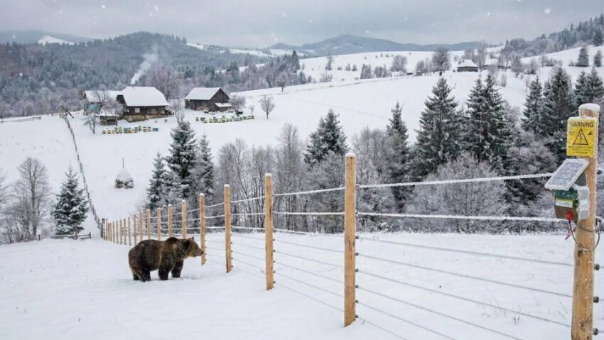Mediu/România va instala mii de kilometri de garduri electrice împotriva urșilor