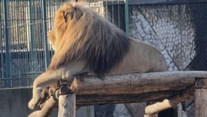 Grădina Zoologică din Craiova intră în reamenajare și donează animale