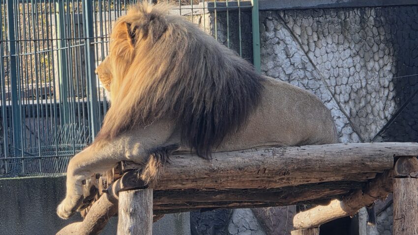 Grădina Zoologică din Craiova intră în reamenajare și donează animale