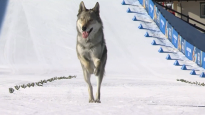 Intrus neașteptat la Olimpiadă: un câine s-a alăturat schioarelor