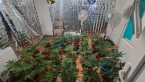 Cultură indoor de canabis descoperită în județul Mehedinți