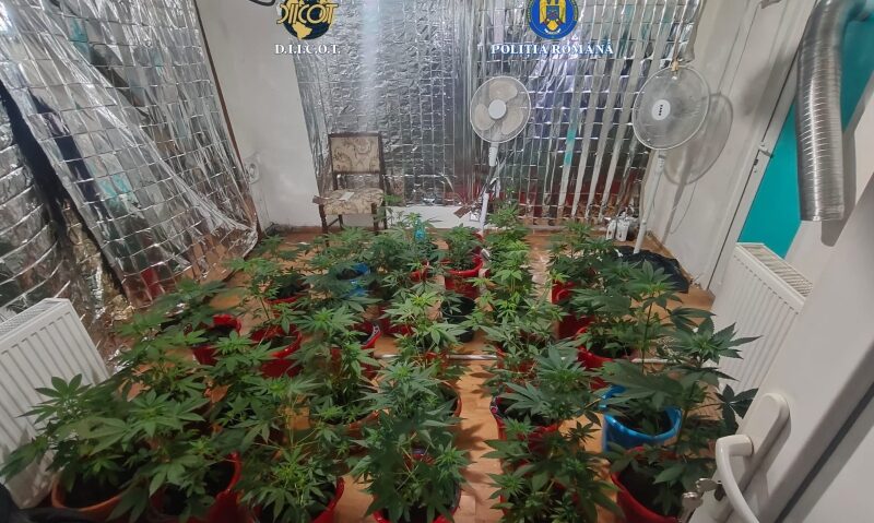 Cultură indoor de canabis descoperită în județul Mehedinți