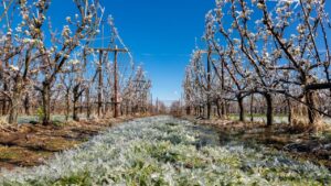 Agricultură/Sprijin financiar de urgenţă, pentru sectorul pomicol, afectat de îngheţ, în 2025