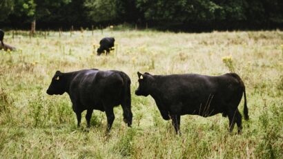 Fermă Black Angus suspendată și amendată