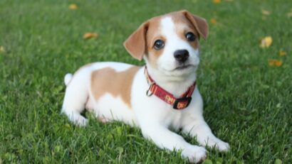 Eveniment caritabil la Craiova pentru peste 1300 de animale salvate din abandon și abuz