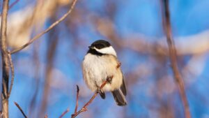 Prognoza meteo – 26 martie