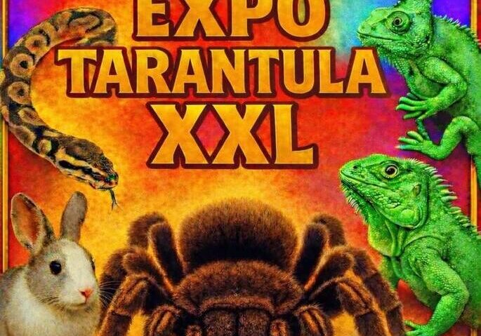 Târgu Jiu: TARANTULA XXL pe Stadionul Municipal Constantina Diță