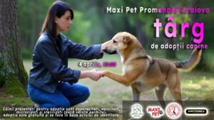 Craiova: Târg de adopții a câinilor din adăpostul public