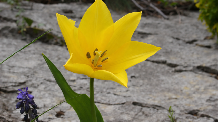 Laleaua galbenă de Cazane, comoara rară din Clisura Dunării, în plină înflorire