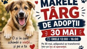 Drobeta-Turnu Severin: Târg de adopții canine
