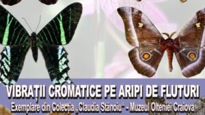 Craiova: „Vibrații Cromatice pe aripi de fluturi” – expoziție la Muzeul Olteniei