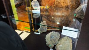 Expoziția temporară „Flora pietrificată a lumii de ieri” la Muzeul Regiunii Porților de Fier