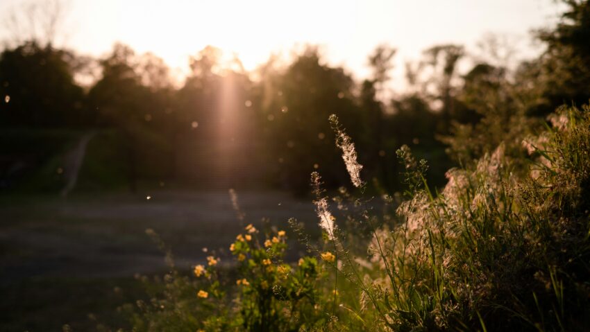 Alergiile de primăvară, tot mai frecvente: cum se manifestă și ce soluții există