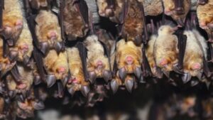 Parcul Național Defileul Jiului implementează proiectul „Liliecii din defilee: povești nocturne în arii naturale protejate”