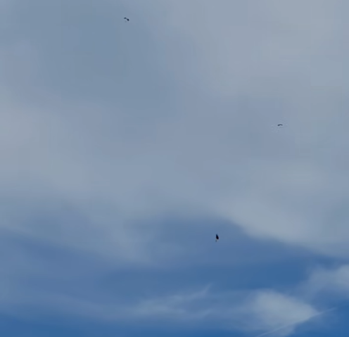 Parașutist salvat în ultima clipă după un incident grav la Aerodromul Braniște din Dolj