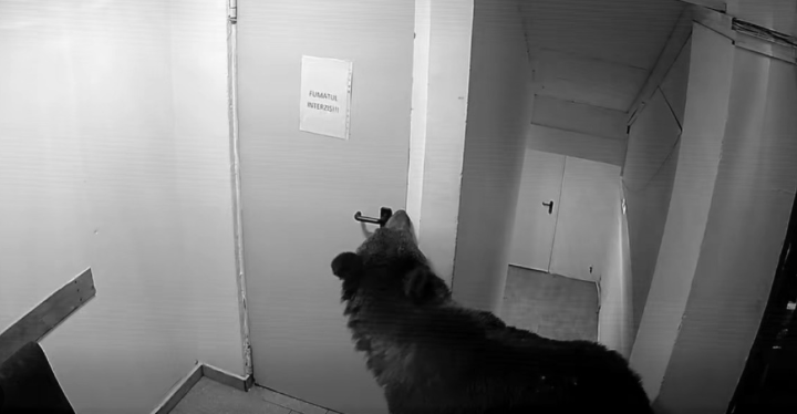 Panicǎ într-un hotel din Poiana Brașov. Un urs a urcat până la etaj