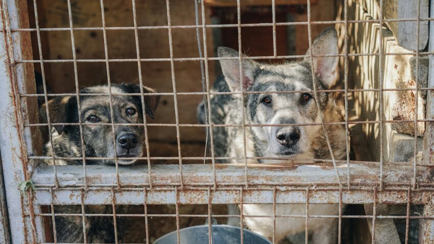 Serviciul de gestionare a câinilor fără stăpân din Slatina, amendat