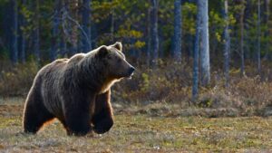 Panicǎ într-o comună din Vâlcea după atacul unui urs