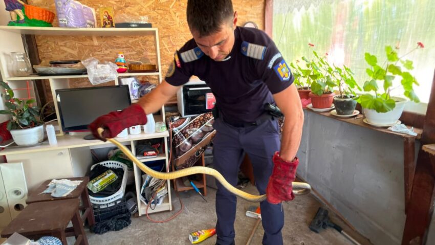 Jandarmii au capturat un șarpe dintr-o locuință din județul Olt