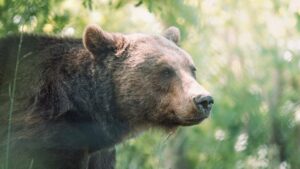 Ministrul Agriculturii cere ca ursul brun să fie scos din categoria speciilor strict protejate