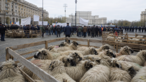 Protestul crescătorilor de oi a degenerat în incidente cu jandarmii