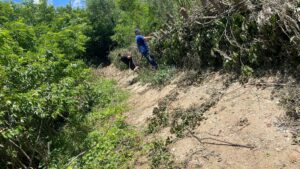 Olt: Soluție ecologică pentru protejarea malurilor