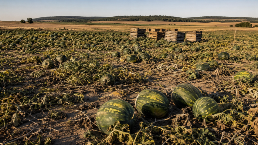 Fermierii doljeni își abandonează marfa pe câmp