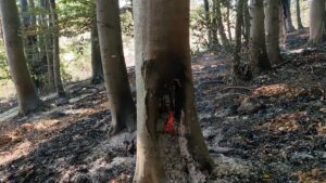 Mehedinți: Incendiul de vegetație de la Podeni continuă pentru a treia zi consecutiv