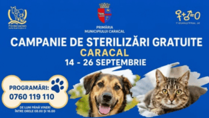 Caracal: Campanie gratuită de sterilizare pentru câini și pisici