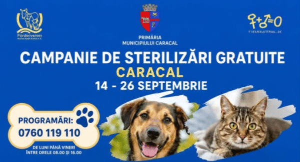 Caracal: Campanie gratuită de sterilizare pentru câini și pisici