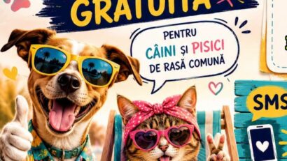 Gorj: Campanie gratuită de sterilizare și microcipare a câinilor și pisicilor de rasă comună din orașul Novaci