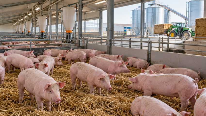 Comisia Europeană aprobă un ajutor de 11 milioane de euro pentru crescătorii de porci