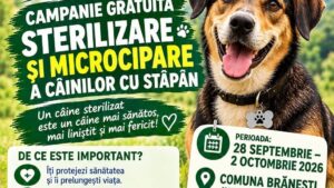 Gorj: Campanie gratuită de sterilizare și microcipare a câinilor cu stăpân din comuna Brănești