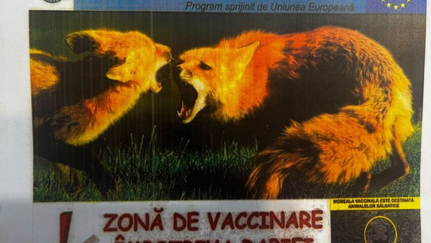 Vâlcea: Începe campania de toamnă pentru vaccinarea antirabică