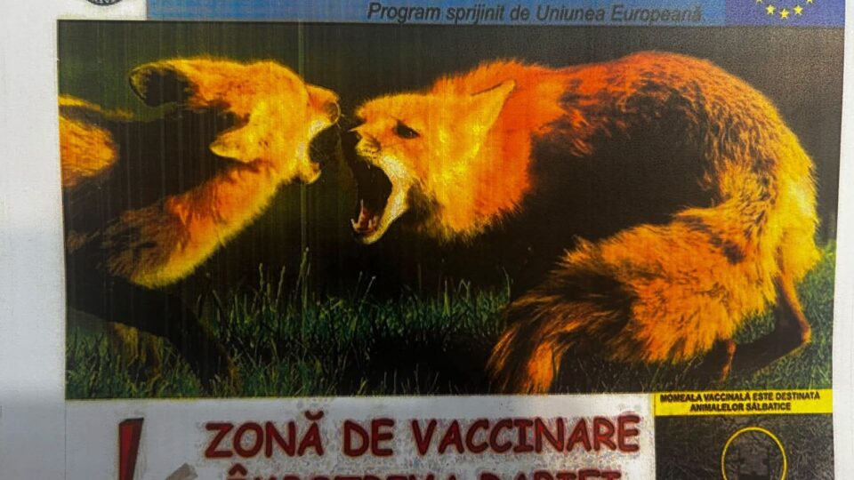 Vâlcea: Începe campania de toamnă pentru vaccinarea antirabică
