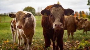 Comisia Europeană a aprobat ajutoare de 52 de milioane de euro pentru crescătorii de bovine din România
