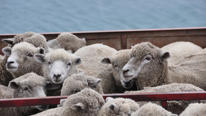 ANSVSA pregătește reluarea exporturilor de ovine către Libia